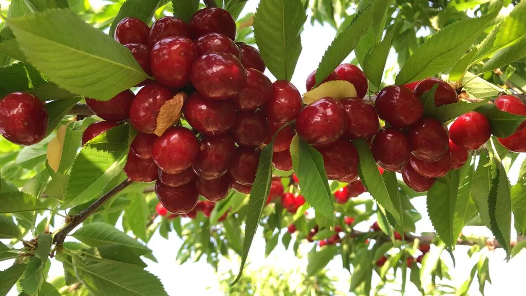 Finca Idoize